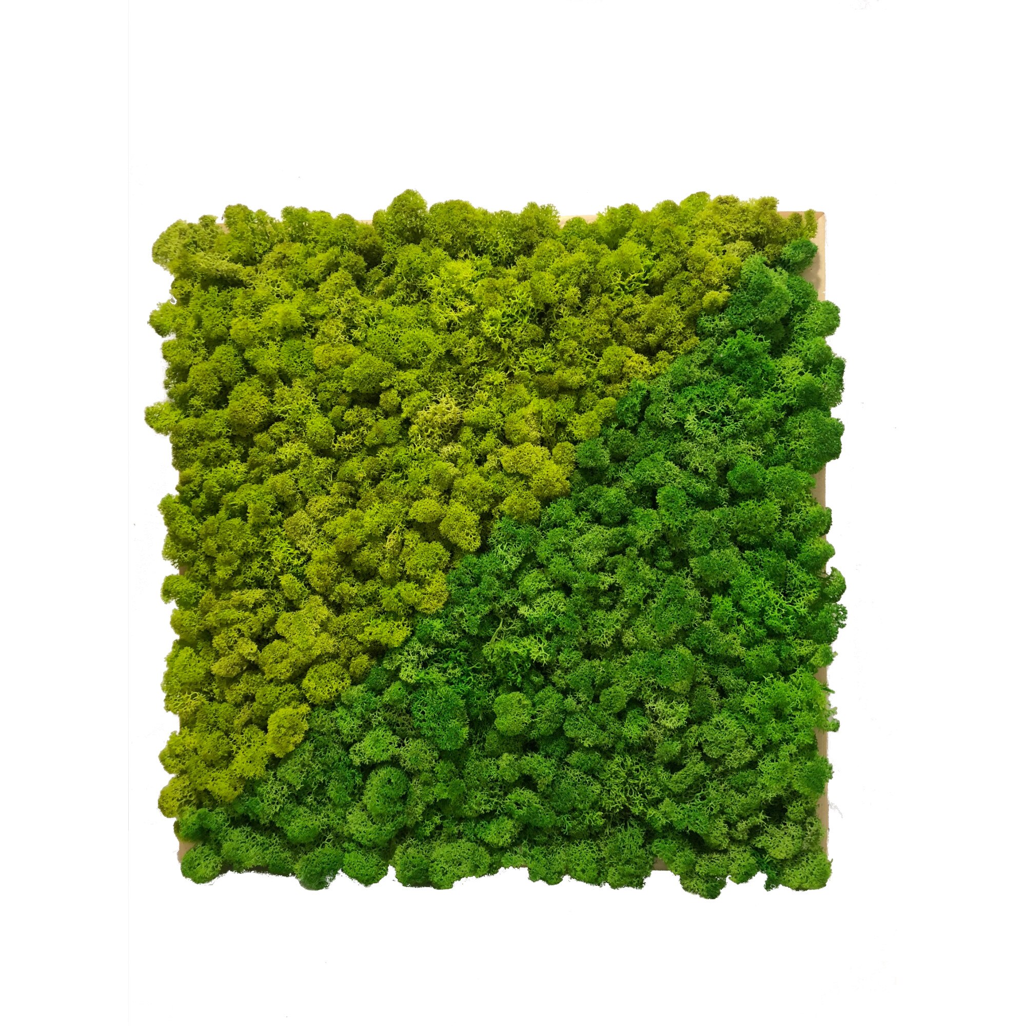 Tablou licheni decorativi, Arta Verde, 43x43cm, rama lemn,verde 1-2